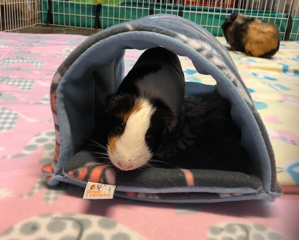 Guinea Pig Tunnel | Feathers on Gray